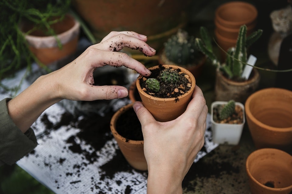 Débuter en jardinage : ce qu'il faut savoir